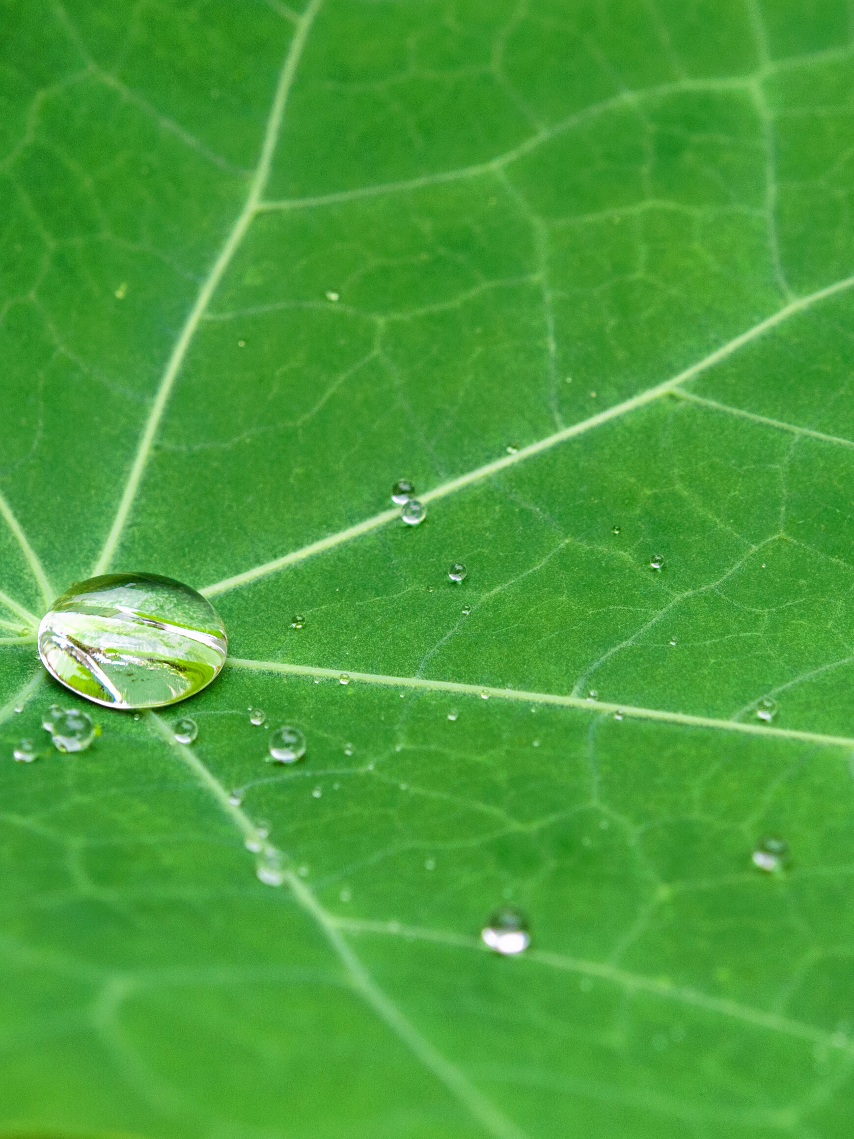 从叶片上滑落的水滴